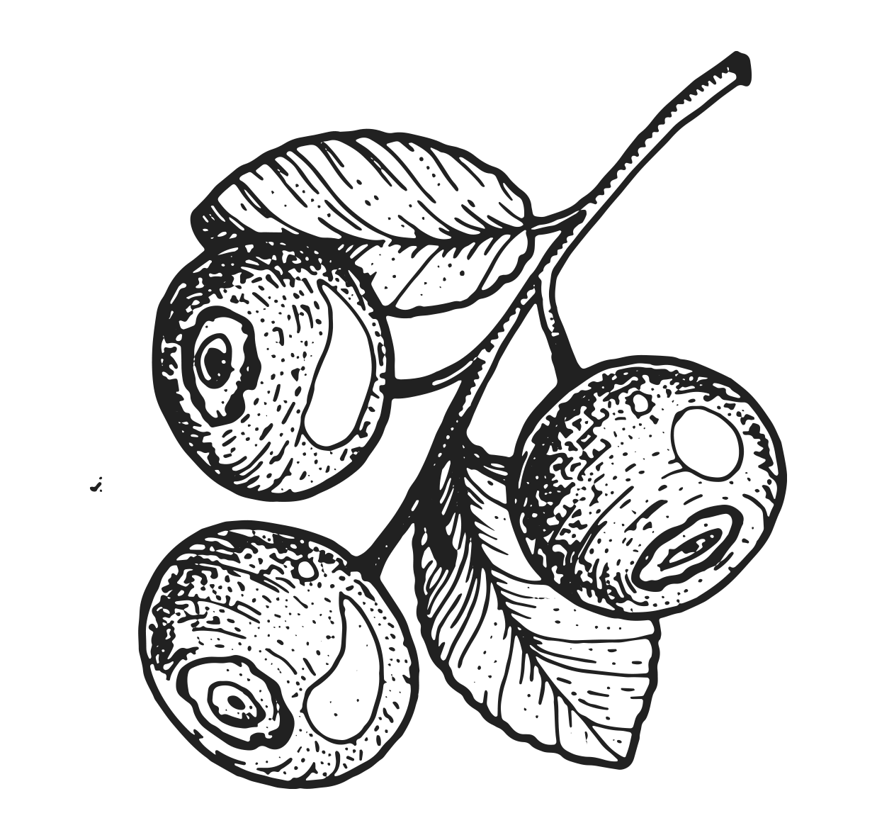 Wheatsville Food Co-op